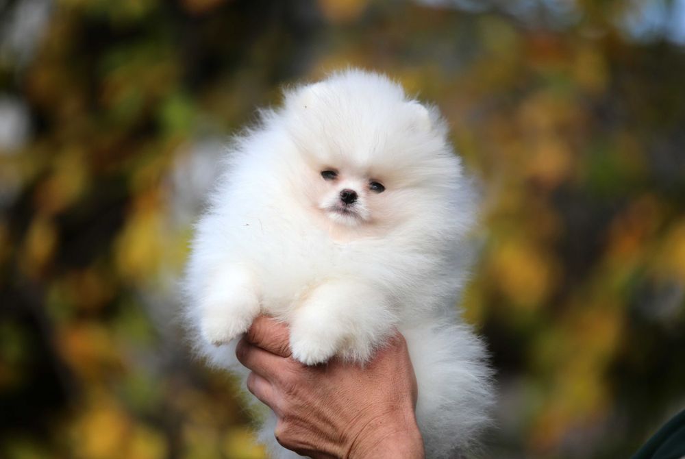 Pomeranian szpic miniaturowy ZKwP/FCI