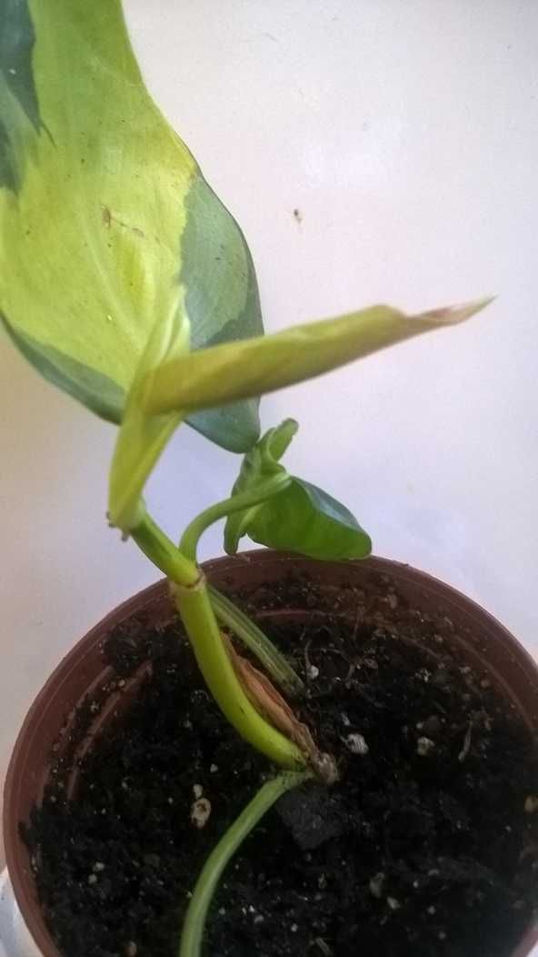 Филодендрон Сканденс Бразил Philodendron Scandens Brasil