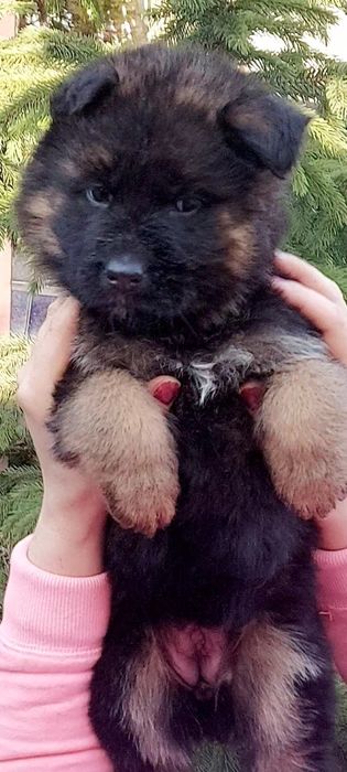 Німецька вівчарка