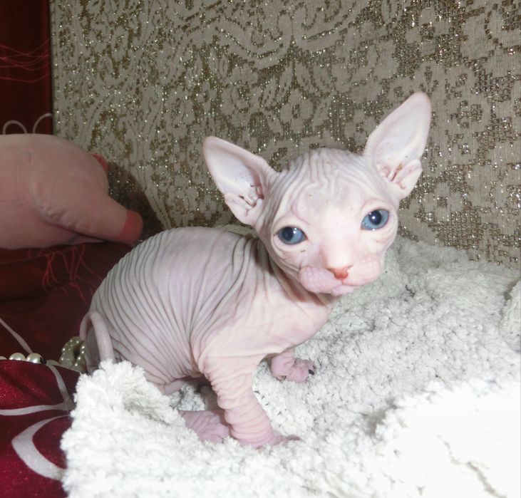 Маленькі канадські сфінсіки