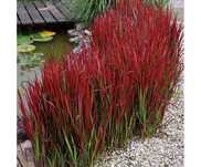 PROMOCJA, imperata red baron, miskanty,  rozplenica,