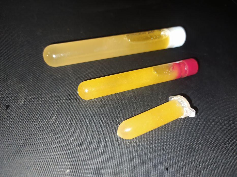 Miód wielokwiatowy dla mrówek