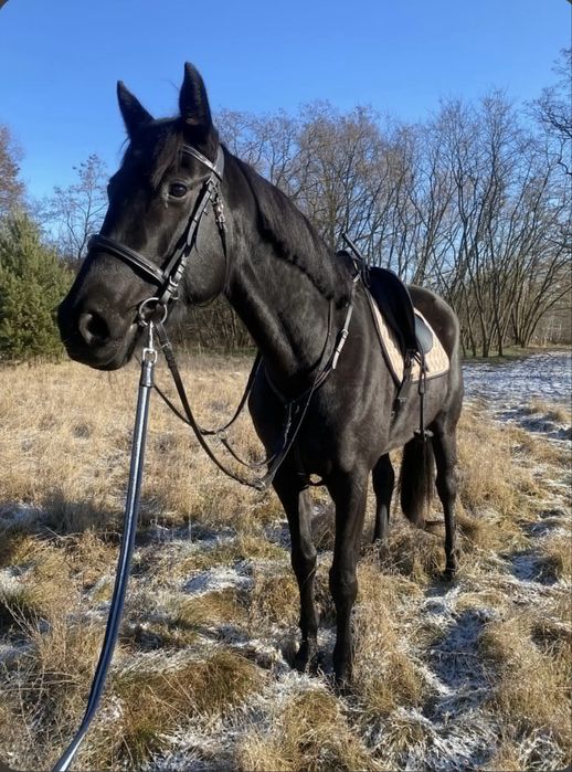 Klacz malopolska 5 lat