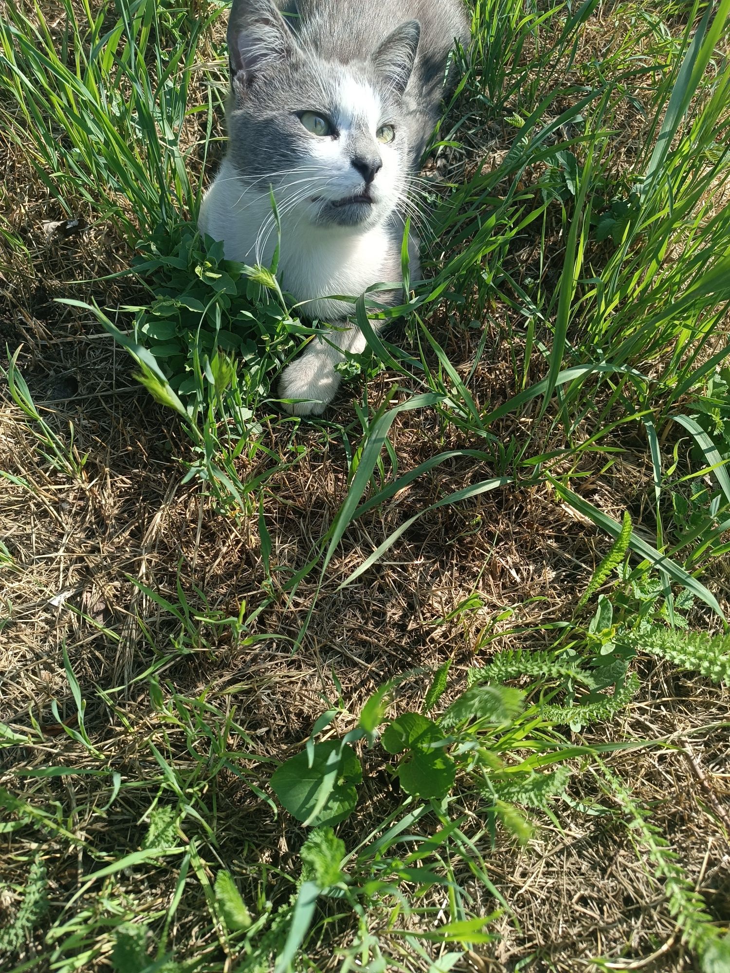 Кошеня шукає родину