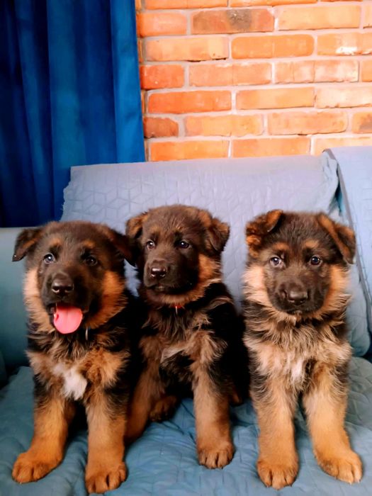 Owczarek niemiecki długowłosy