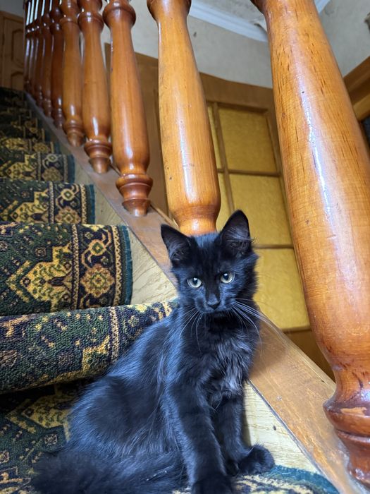 Потрібен дім Нужен дом котенку Черная кошечка