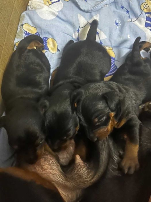 Продам маленьких охоронців.