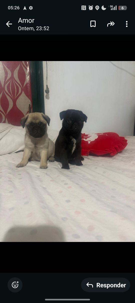 PUG CARLIN preto e beje