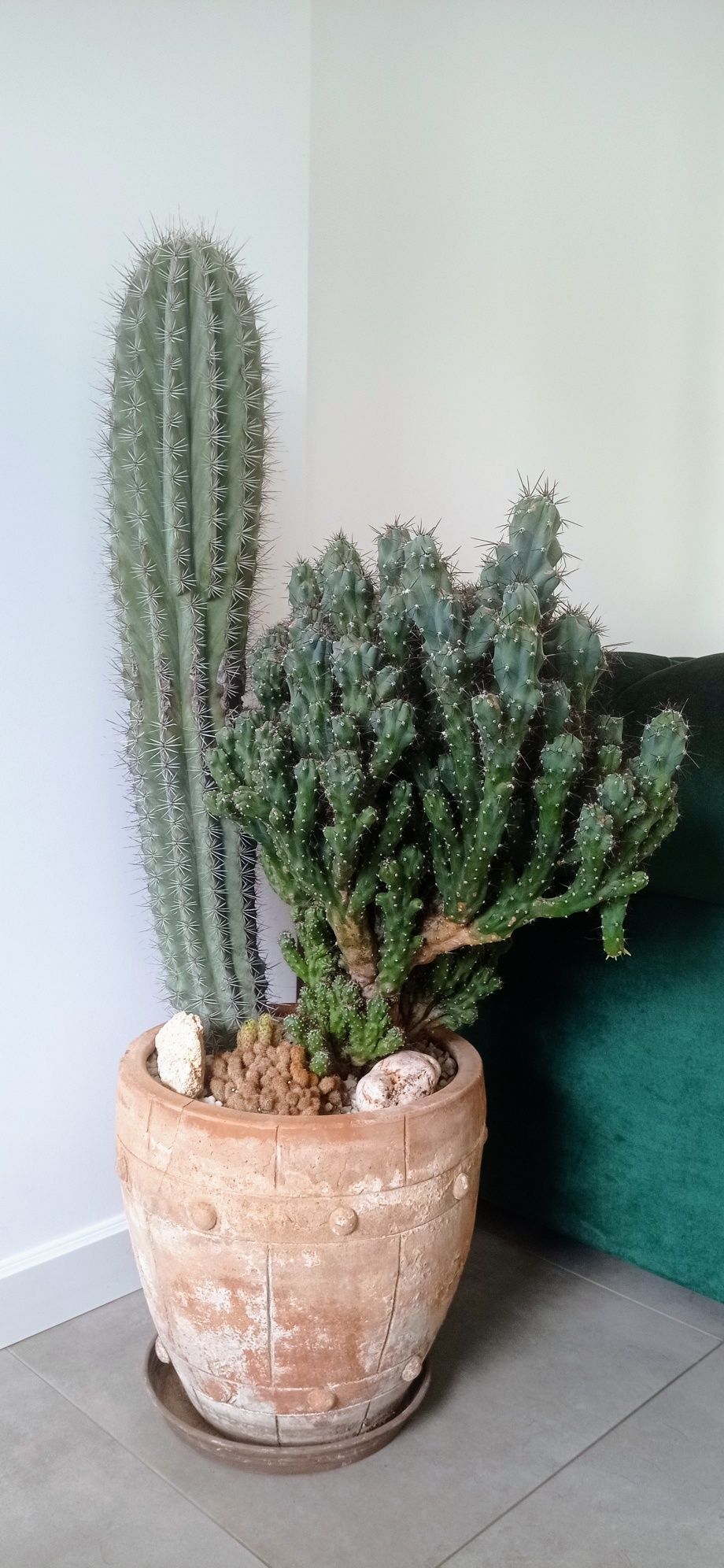 Zestaw kaktusów w donicy - idealny wystrój domu lub na prezent