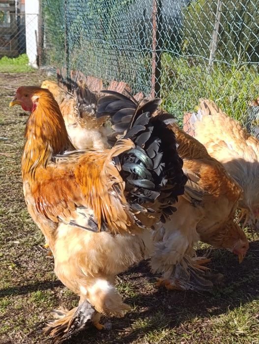 Vendo um casal de raça bramas buff