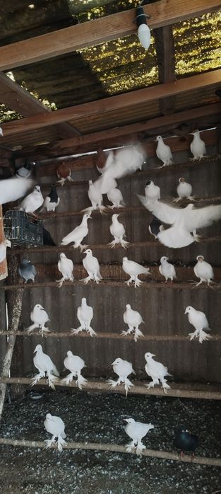 Lot gołębi bialych