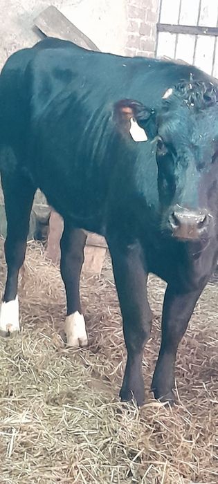 2 jałówki mleczne do zacielenia