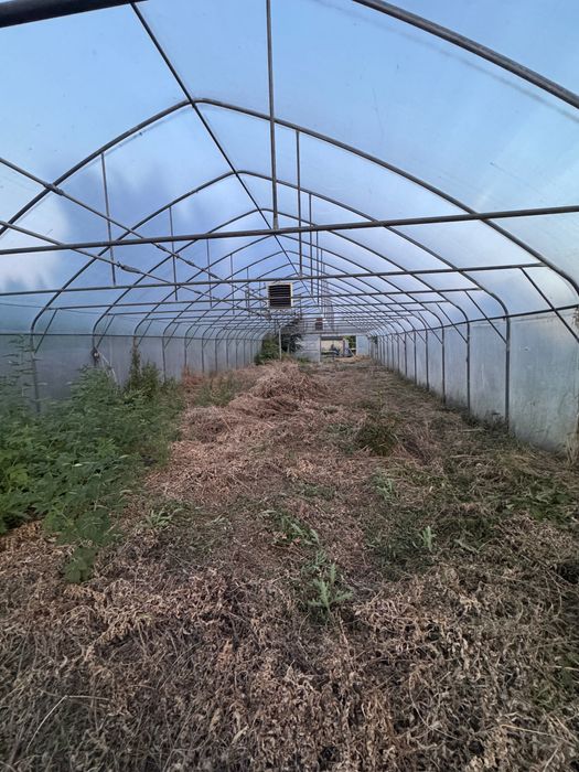 Tunel foliowy 50 m