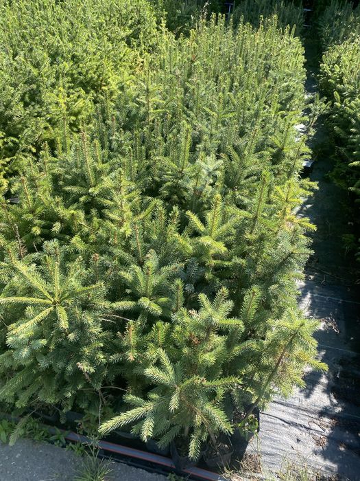 Swierk srebrny klujacy w doniczce p9 40-60 cm