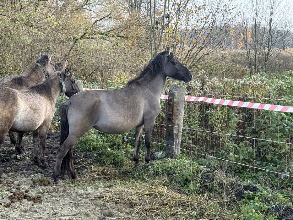 Koniki polskie 2,5 letnie.