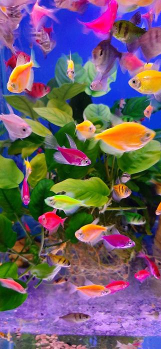 Акваріумна риба.