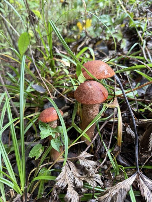 Котедж «ГІРСЬКИЙ ЗАТИШОК» поблизу озера Синевир