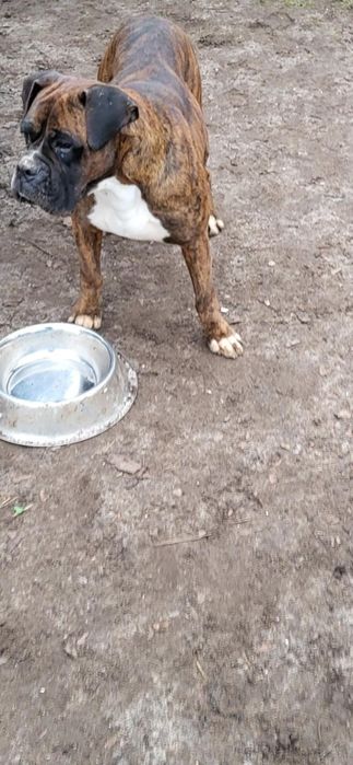 Oddam boksera w dobre ręce