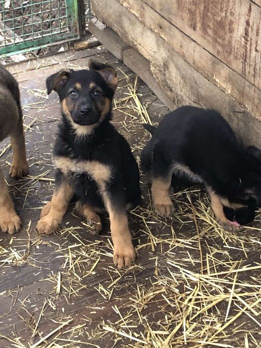 Продаються цуценята Німецької вівчарки