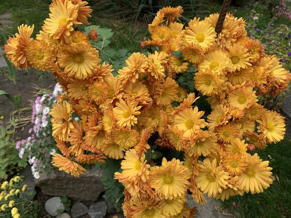 Хризантема мультифлора, корейка