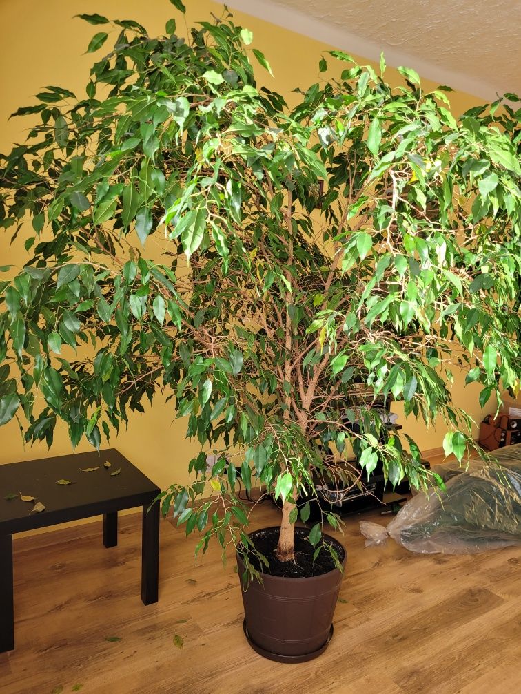 Figowiec Benjamina