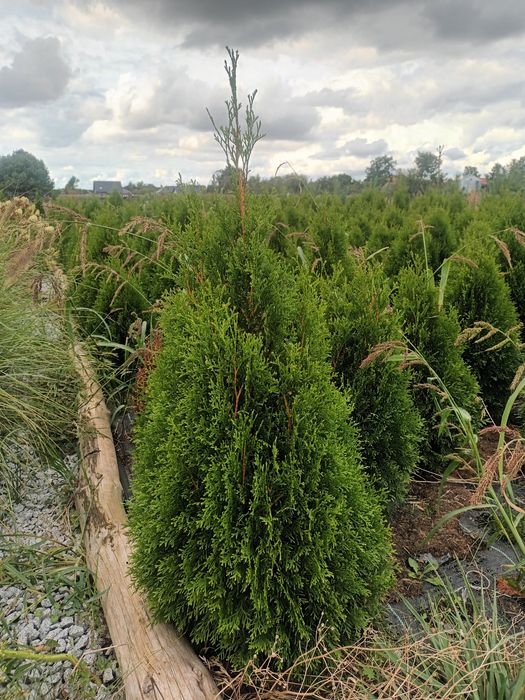 Thuja Szmaragd 100-120cm