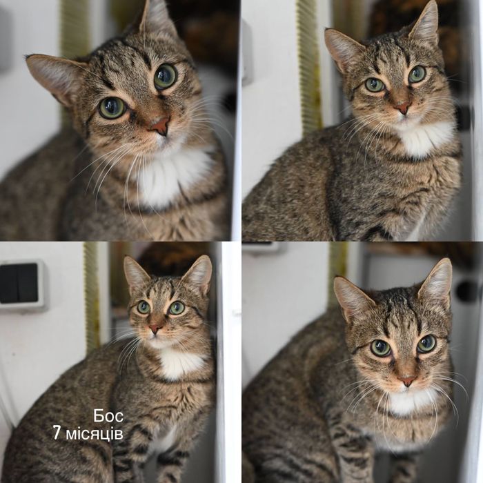 Приезжайте в приют выбирать котика бесплатно