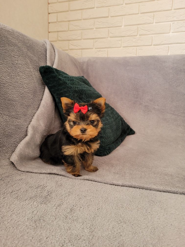 Yorkshire Terrier, york, yorki, piesek