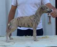 Whippet  Macho