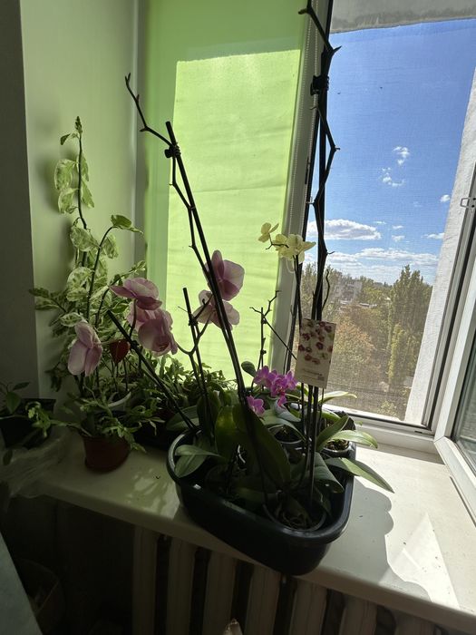 Продаю орхидеи от 300 грн