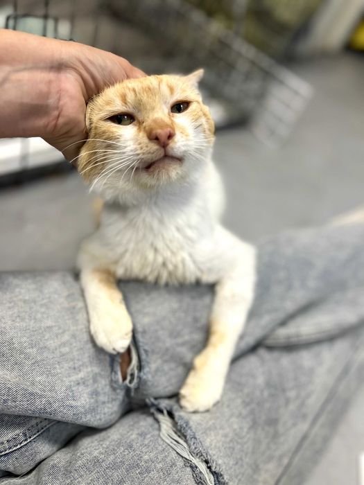 Smerf - uroczy kocur gaduła i miziak do adopcji na jedynaka