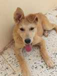 Balenciaga cudowna suczka do adopcji baladi