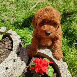 Prześliczna suczka Maltipoo.