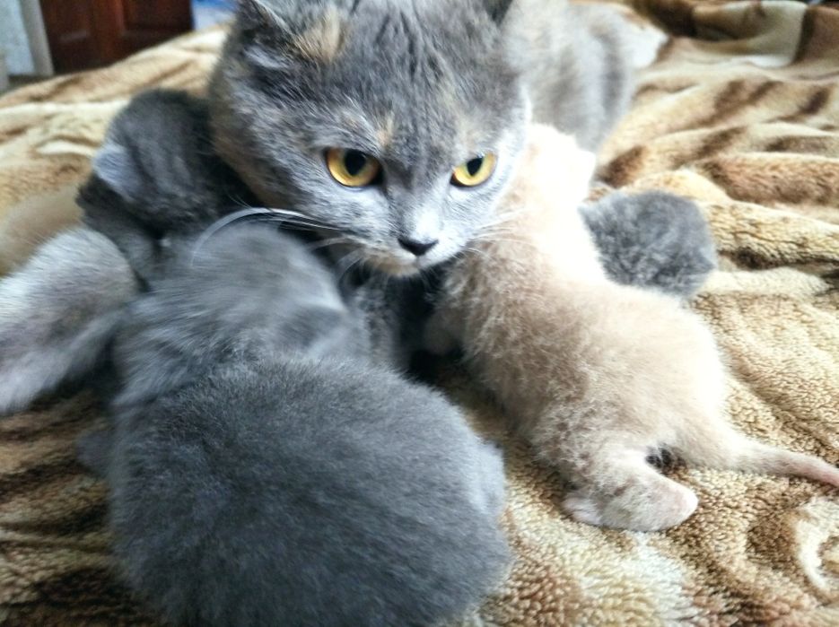 Котенки скотиш страйд {прямоухие} и {веслоухие} осталось две)))