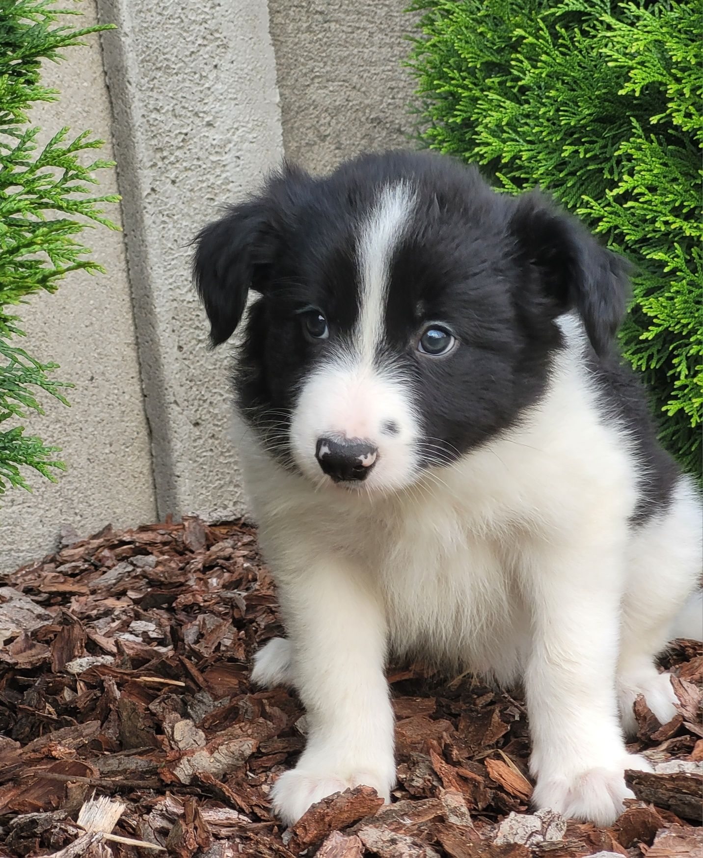 Border Collie Czarno Biały Szczeniak  1