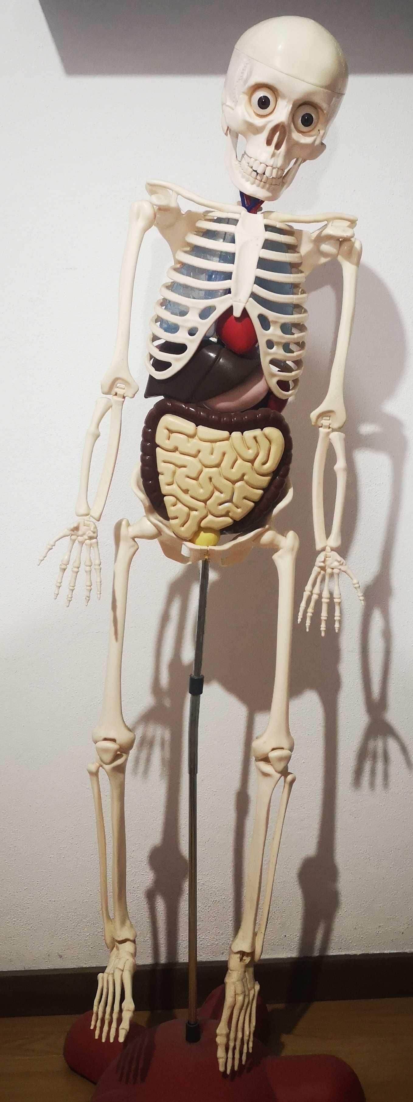 "O Corpo Humano" - Esqueleto Humano