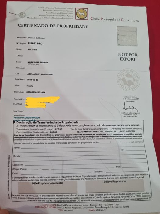 Yorkshire Terrier mini