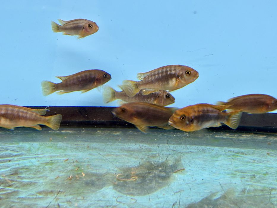 Iodotropheus spriengerae , pyszczaki , pielęgnice afrykańskie Malawian
