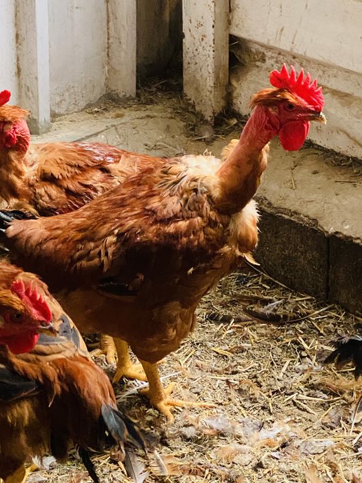 Galos e galinhas de exelente qualidade.