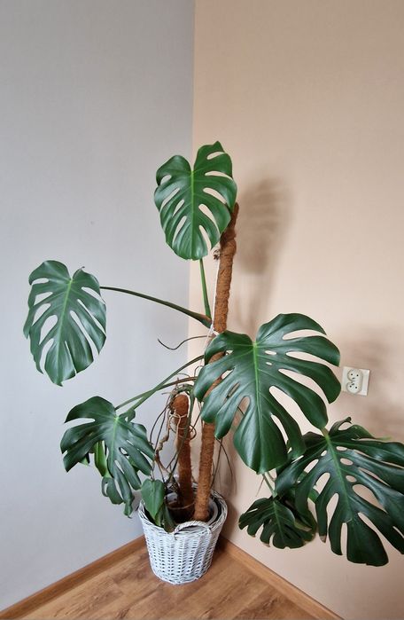 Monstera - bardzo duża