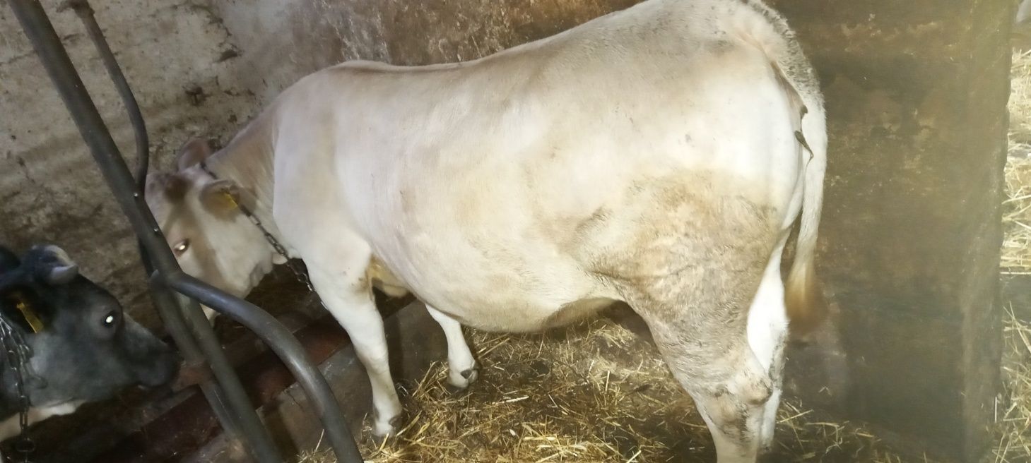 Jałówki mięsne  (belgian blue, charolaise)