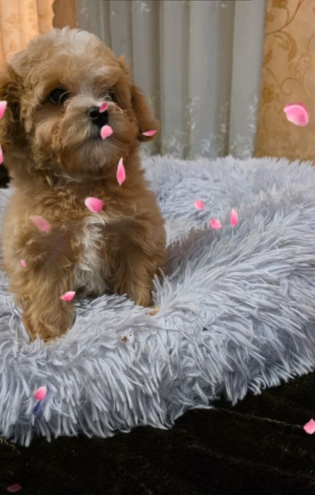 Продам Мальтипу Ф1  есть 4 девочки.