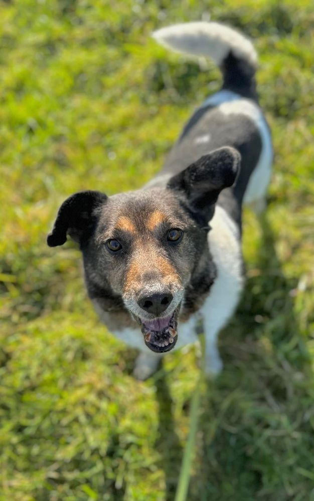 Cezar, Jack Russel odmiana kaukazka ;) mega pozytywny pies szuka domu