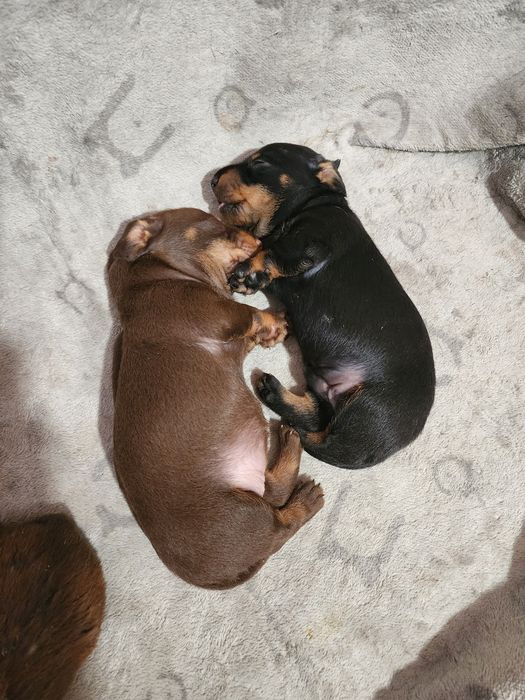 Мініатюрна жосткошерстна такса