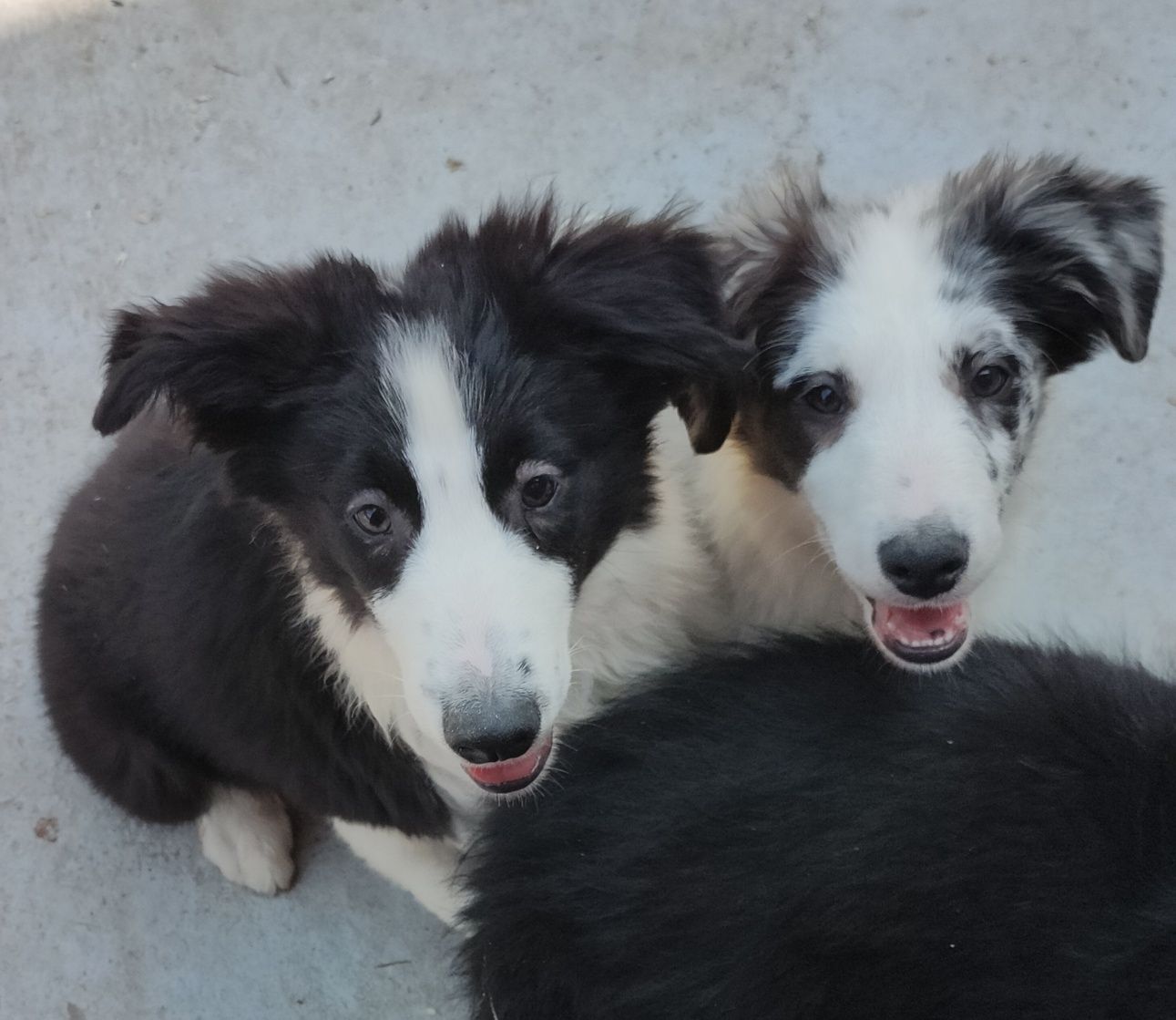 Border Collie suczka merle. Gotowa do odbioru