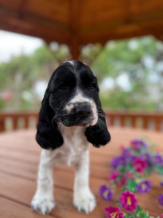 Wyjątkowa! Sunia Cocker Spaniel Angielski oreo z rodowodem