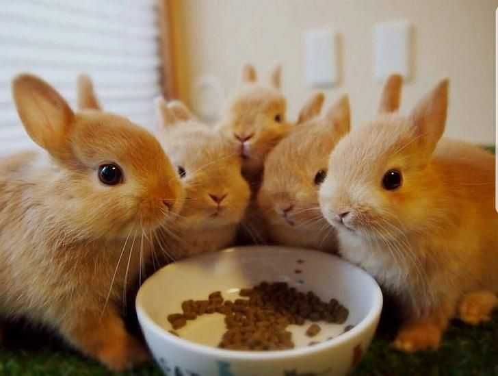 Coelhos anões angorá lindíssimos é meigos