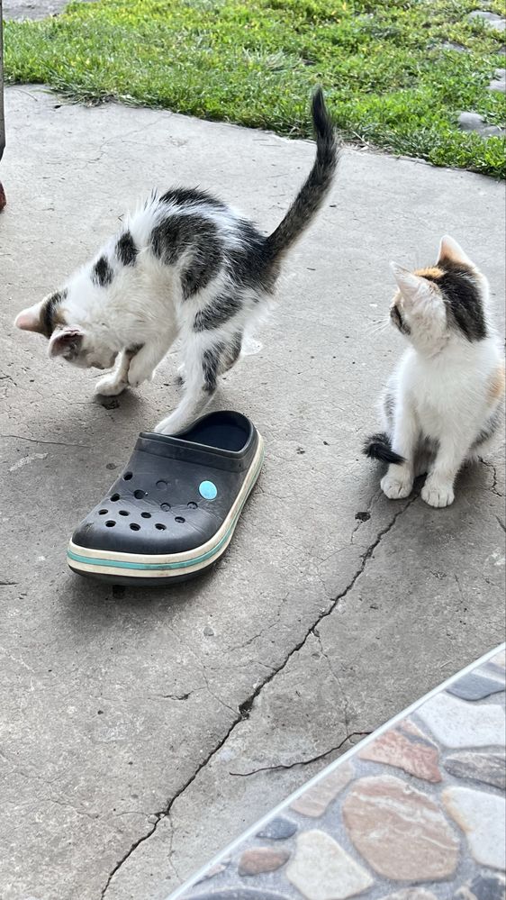 Відамо котиків в добрі руки