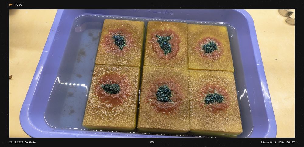 Auloforus gotowa hodowla robaka akwarystycznego