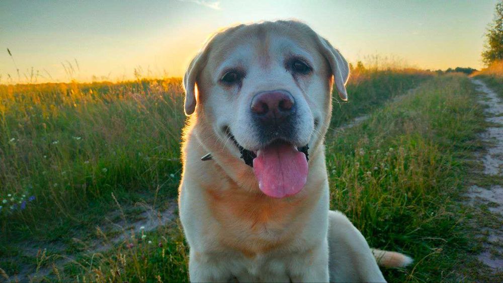 Лабрадор вязка шукаєм дівчинку